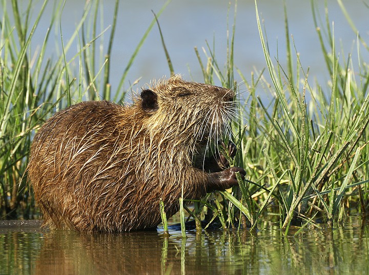 Nutria